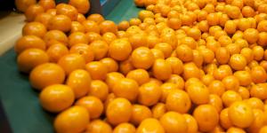 CAMPOSOL DUPLICARÍA EXPORTACIONES DE MANDARINA ESTE AÑO