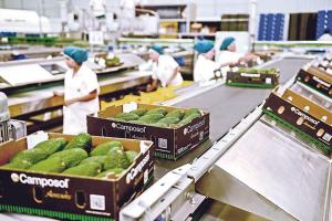 CAMPOSOL SE CONVERTIRÍA EN EL MAYOR EXPORTADOR DE PALTA HASS A CHINA