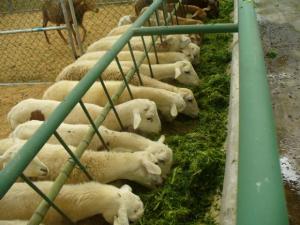 CAPACITARÁN A GANADEROS SOBRE CRIANZA DE OVINOS CON ALFALFA DORMANTE