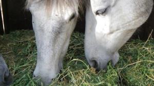 Carreras de Agronomía y Veterinaria de la Universidad Científica del Sur desarrollan proyecto de economía circular