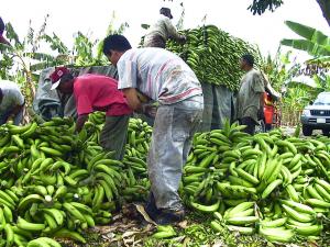 CEPIBO AUMENTARÍA RENDIMIENTO DE BANANO EN 50%