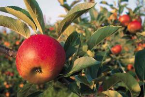 CEREZAS, NOGALES Y MANZANAS PODRÍAN PRODUCIRSE EN COSTA