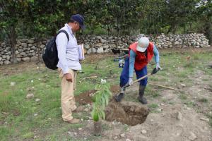 Certificarán competencias de productores de paltos