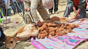 CHACCU 2015: ESPERAN RECOLECTAR MÁS DE 300 KILOS DE FIBRA DE VICUÑA