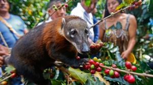 Chanchamayo quiere ser sede del Parque Nacional del Café