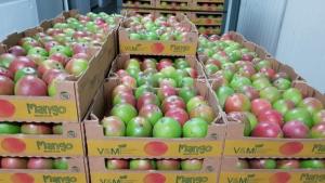 "Chile es un mercado importante para la exportación de mango peruano”