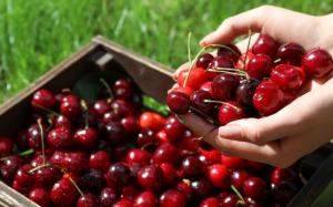 Chile exportará 209.000 toneladas de cerezas en la temporada 2019/20