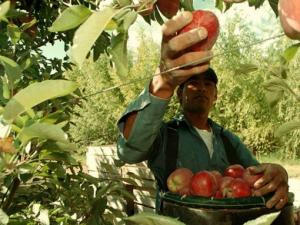 CHILE: LEY DE INMIGRACIÓN ALIVIARÁ DÉFICIT DE MANO DE OBRA SECTOR FRUTÍCOLA