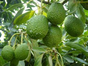 Chile producirá entre 180 mil  y 190 mil toneladas de palta en la campaña 2016/2017