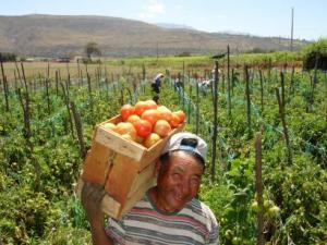 CHILE: SECTOR AGRÍCOLA ADVIERTE MENORES INGRESOS POR US$ 400 MILLONES