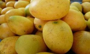 CHINA ABRE SUS PUERTAS AL MANGO ECUATORIANO