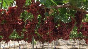 China igualará a Perú en exportaciones de uva de mesa en la campaña 2025/26
