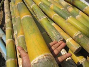 CHINA OFRECE APOYO PARA DESARROLLO DEL BAMBÚ EN EL PERÚ