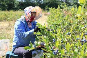 China tiene la mayor superficie de cultivo de arándanos del mundo