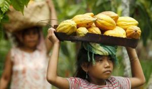 Chocolates tendrían que subir su precio en 2.8% para reducir trabajo infantil