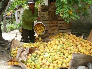 CLIMA PRONOSTICADO DE MARZO A MAYO BENEFICIARÍA PRODUCCIÓN DE UVA Y MANGO