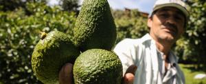 Colombia: en solo 3 años la superficie de palta  Hass supera las 18.000 hectáreas