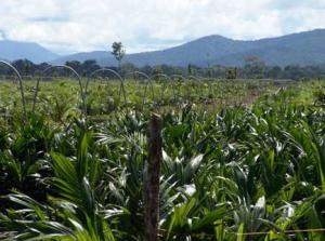 COLOMBIA: ENFERMEDAD AMENAZA PALMA ACEITERA