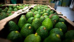 Colombia envió su primer cargamento de palta Hass a Chile