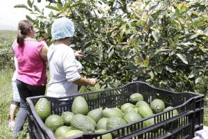 Colombia: exportación de aguacate Hass crece más de 266%