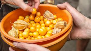 Colombia tiene importante potencial de exportación en varios frutos