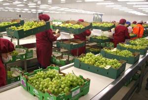 COMEXPERÚ: EXPORTACIONES NO TRADICIONALES CRECERÍAN 15% ESTE AÑO
