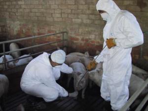 COMIENZA LA VACUNACIÓN CONTRA LA PESTE PORCINA