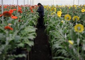 COMITÉ DE FLORES DE ADEX ORGANIZA MISIÓN COMERCIAL A HOLANDA