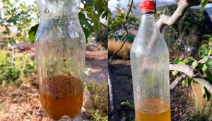 Cómo realizar trampas caseras para combatir la mosca de la fruta