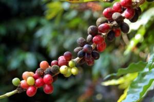COMPETITIVIDAD DE SECTOR CAFETALERO COSTARÍA MÁS DE  S/. 82 MILLONES AL ESTADO 