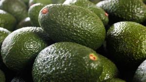 Complejo Agroindustrial Beta exportó 8.000 toneladas de palta en la campaña 2020