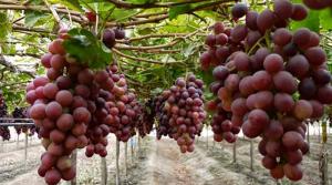 Complejo Agroindustrial Beta proyecta exportar más de 2 millones de cajas de uva de mesa desde Piura esta campaña
