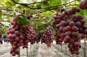 Comportamiento del carbono y nitrógeno son determinantes para el desarrollo de uva de mesa