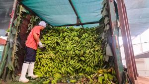 Comunidades nativas de Ucayali logran histórico acuerdo comercial de plátano sostenible