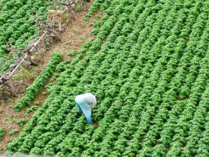 CON LOS LÍMITES EL TAMAÑO MÁXIMO POR PRODUCTOR SERÍA 0,3% DEL MERCADO