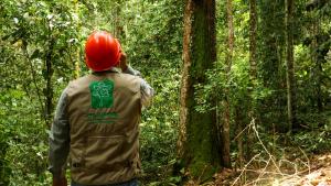 Concesionario maderero recibe el primer incentivo por buenas prácticas forestales en Ucayali