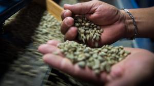 Concretan primera transferencia tecnológica de IA para el café en el norte del país