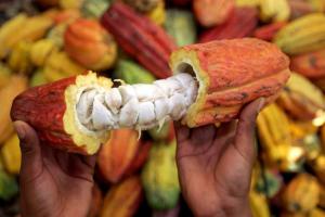 Concytec financia proyecto para reducir cadmio en cacao