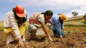 Conflicto en el Estrecho de Ormuz puede afectar a la agricultura peruana