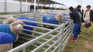 Congreso Mundial de Corriedale congregó a delegaciones de ovinos en Arequipa