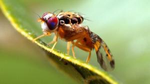 ¡Conoce las medidas fitosanitarias para el control de la mosca de fruta en capsicum!