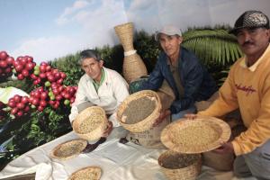 Conozca el plan del Gobierno para dar impulso al sector cafetalero este año