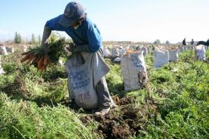 Conveagro alerta que más de 660 mil familias agricultoras en Perú han perdido su producción por falta de apoyo