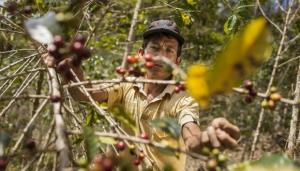 Conveagro: “Es trascendental que el Estado gestione de manera prioritaria el saneamiento de las tierras de los productores y comunidades nativas”