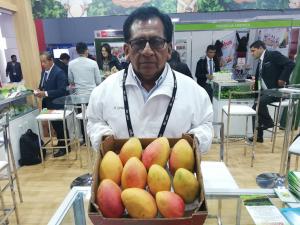 Coopafape exportará entre 40 y 45 contenedores de mango Kent en la campaña 2019/2020