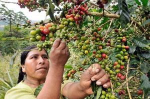 COOPERATIVA CAFETALERA ALTO PALOMAR PRODUCIRÍA 4.500 QUINTALES ESTE AÑO