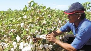 COOPERATIVA INSTALARÍA 2.500 HAS DE ALGODÓN PIMA EN BAJO PIURA 