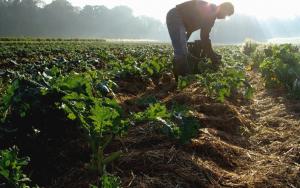 Cooperativas exigen un cambio radical de las propuestas de la UE sobre envases y productos fitosanitarios