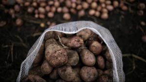 Crean Grupo de Trabajo para hacer frente al Candidatus Liberibacter solanacearum