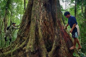 CRECIMIENTO DE ÁRBOLES MADERABLES MEJORÓ CON TECNOLOGÍA